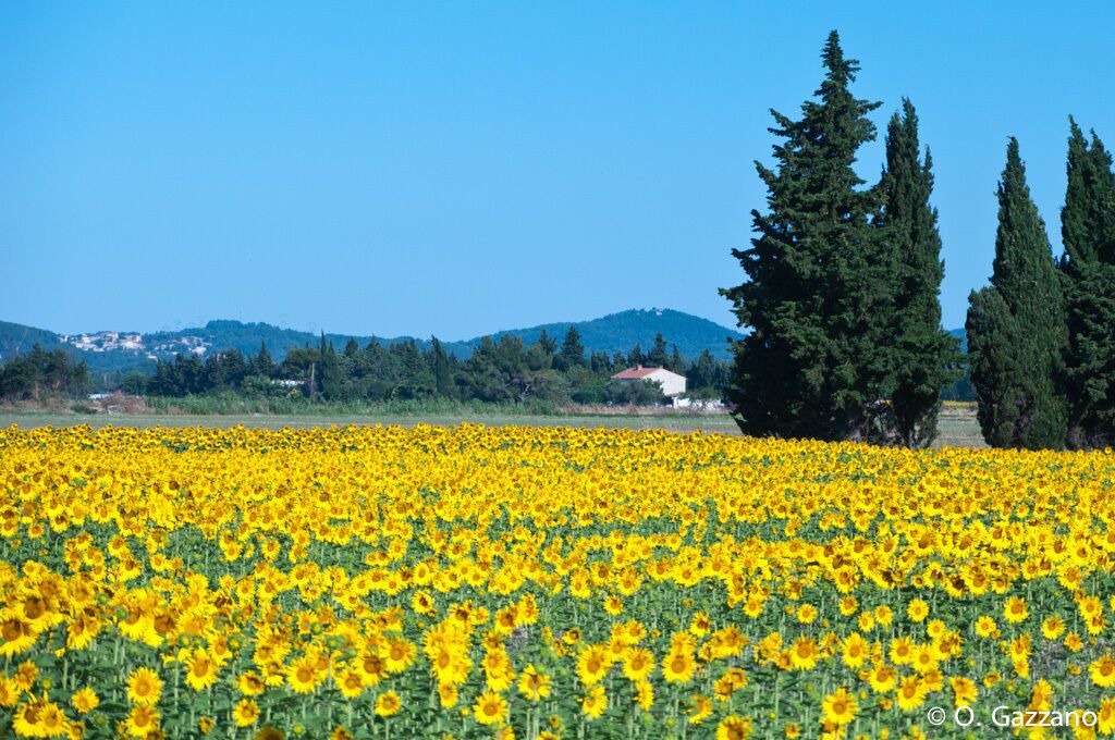 Photo of Outdoor in Port-Saint-Louis-du-Rhone