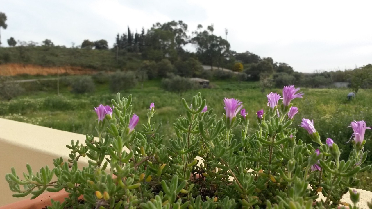 Photo of Outdoor in Alfarrobeira