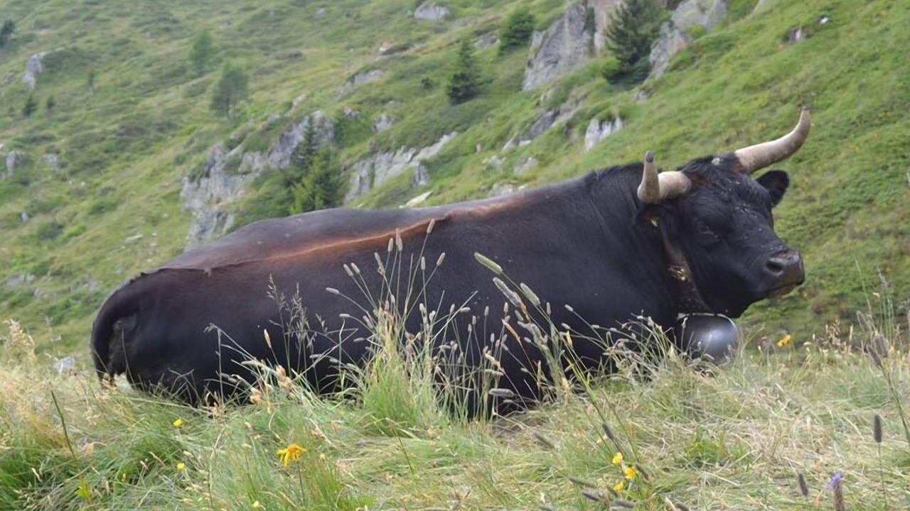 Photo of Outdoor in Ernen