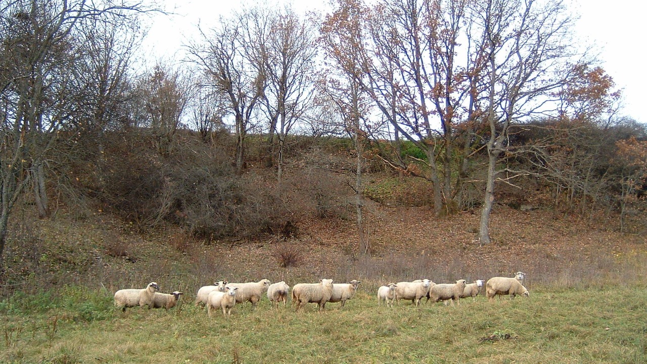 Photo of Outdoor in Zimmern unter der Burg