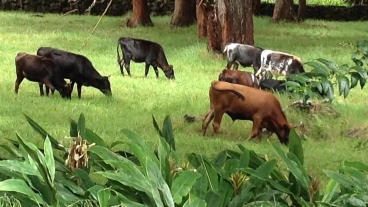 Photo of Others in Kamuela