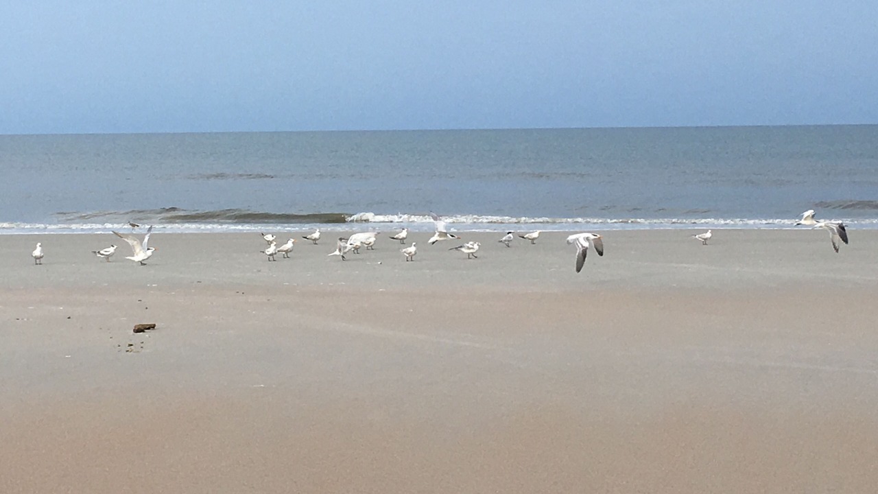 Photo of Others in Crescent Beach