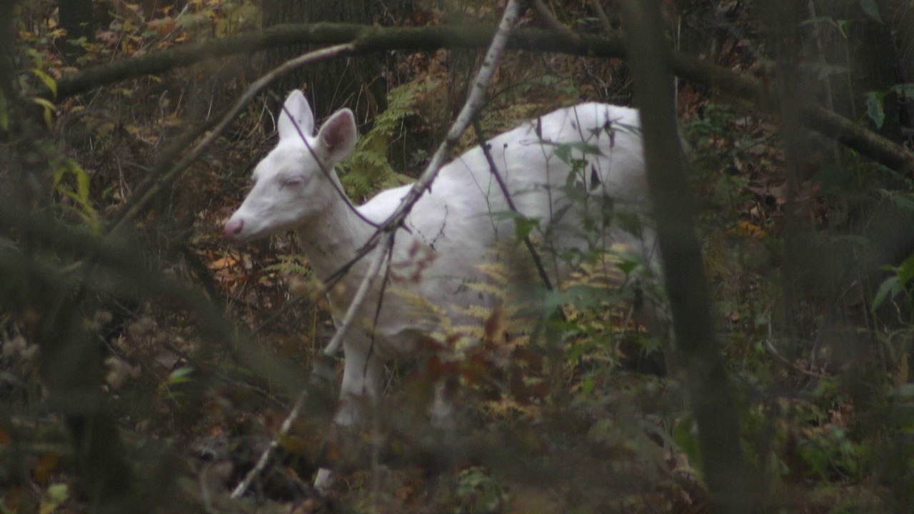 Photo of Others in Cochrane