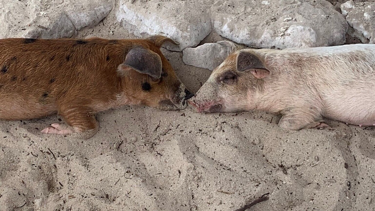 Photo of Others in Staniel Cay