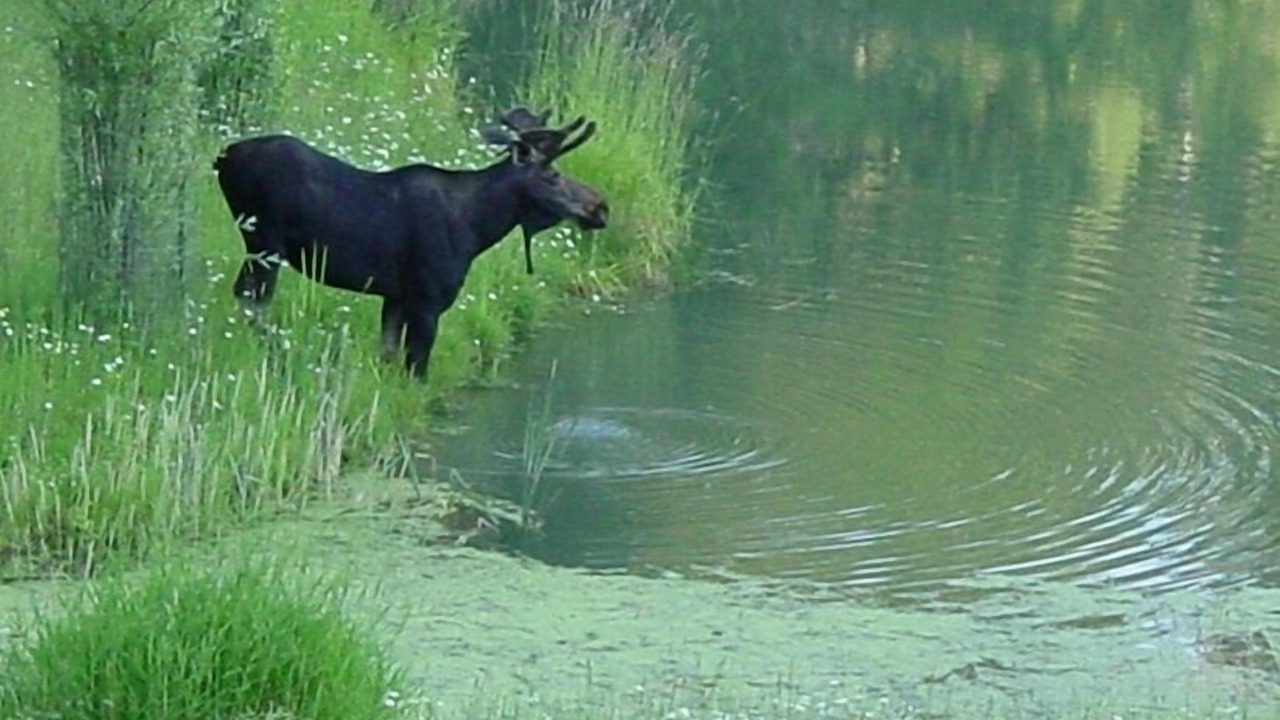 Photo of Others in Kooskia