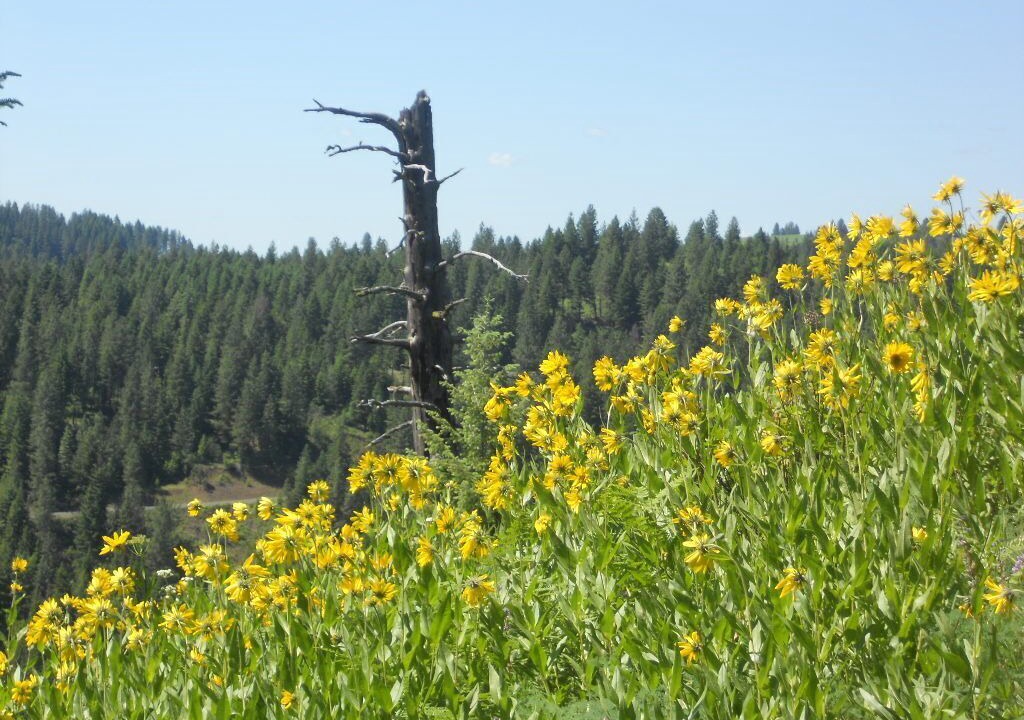 Photo of Others in Kooskia