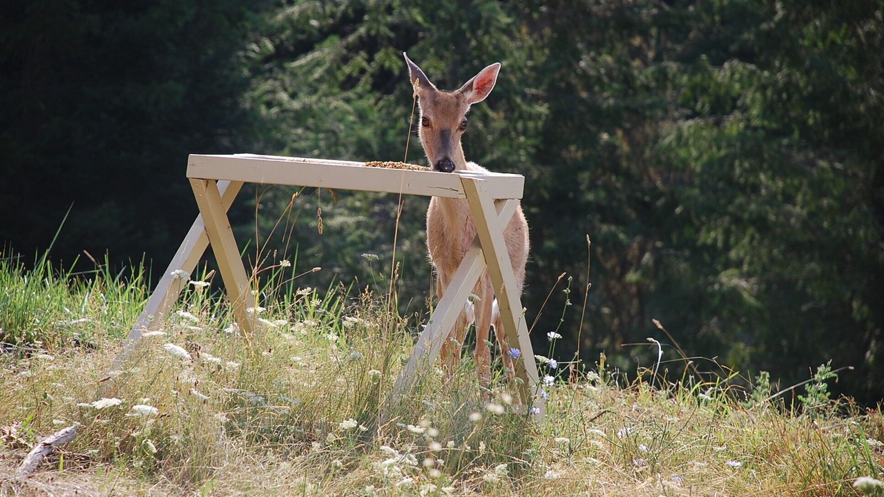Photo of Others in Kooskia