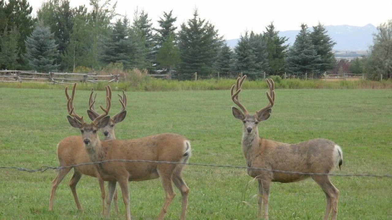 Photo of Others in Bozeman