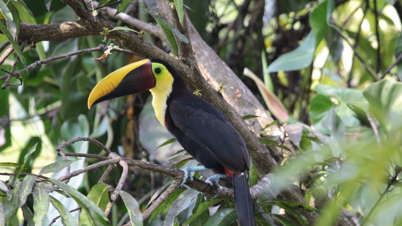 Photo of Outdoor in Valle Pura Vida