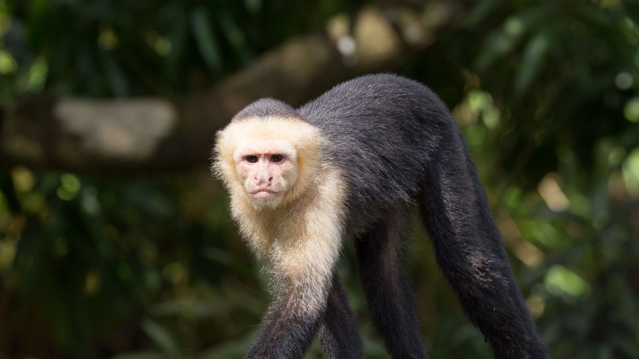 Photo of Outdoor in Valle Pura Vida