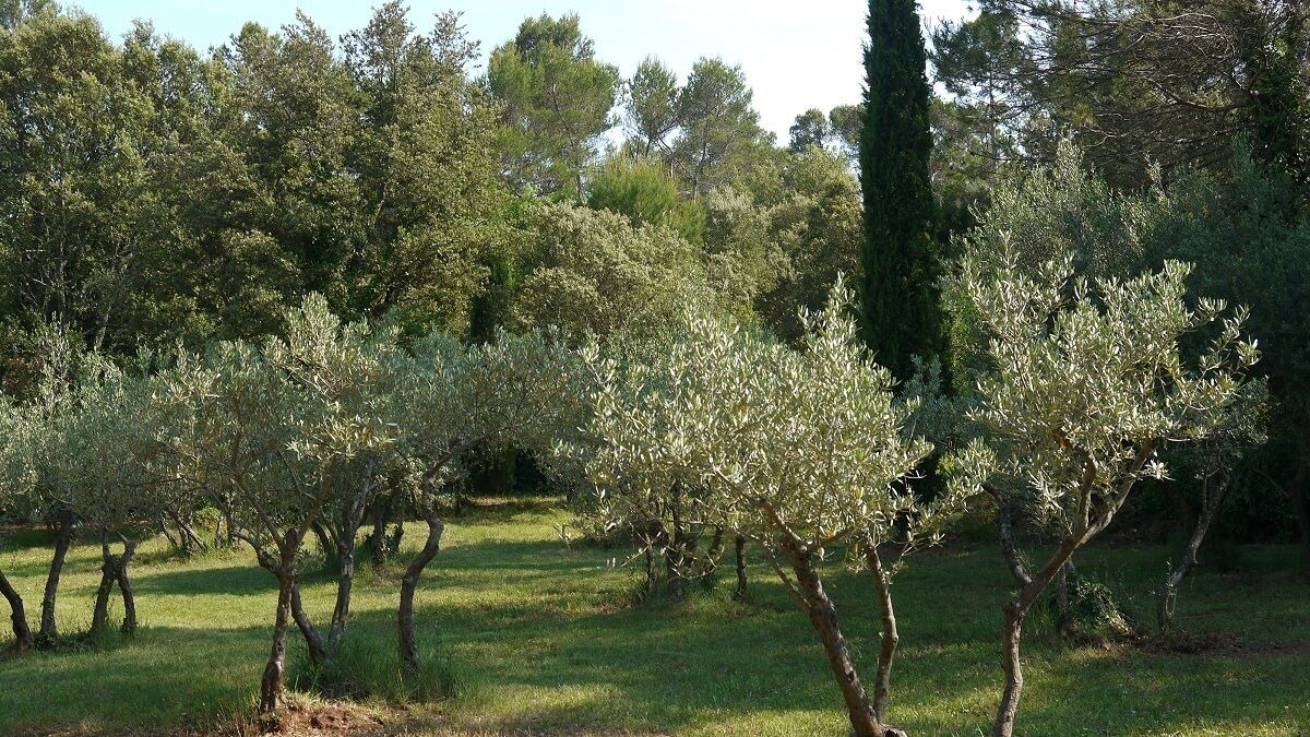 Photo of Outdoor in Cotignac