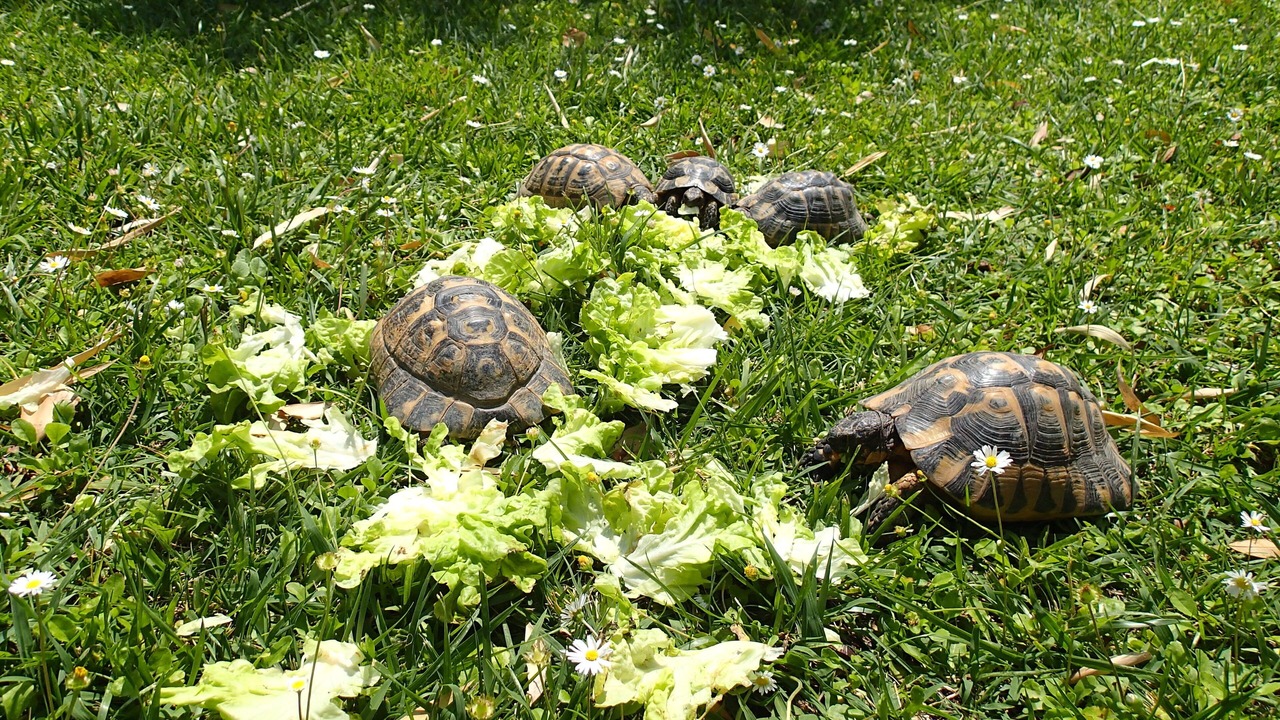 Photo of Outdoor in Vergeze