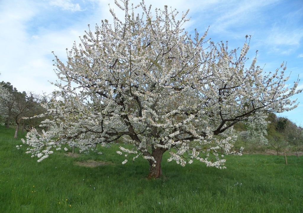 Photo of Outdoor in Sipplingen