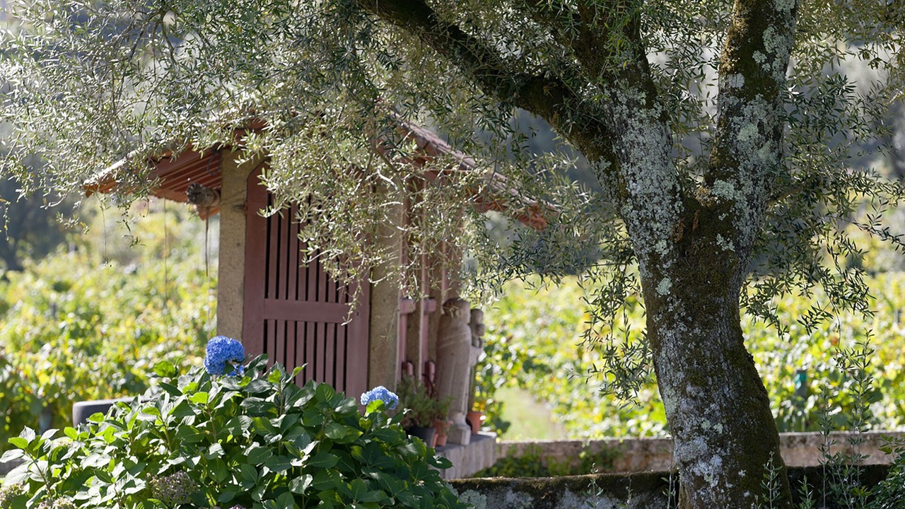 Photo of Outdoor in Ponte de Lima