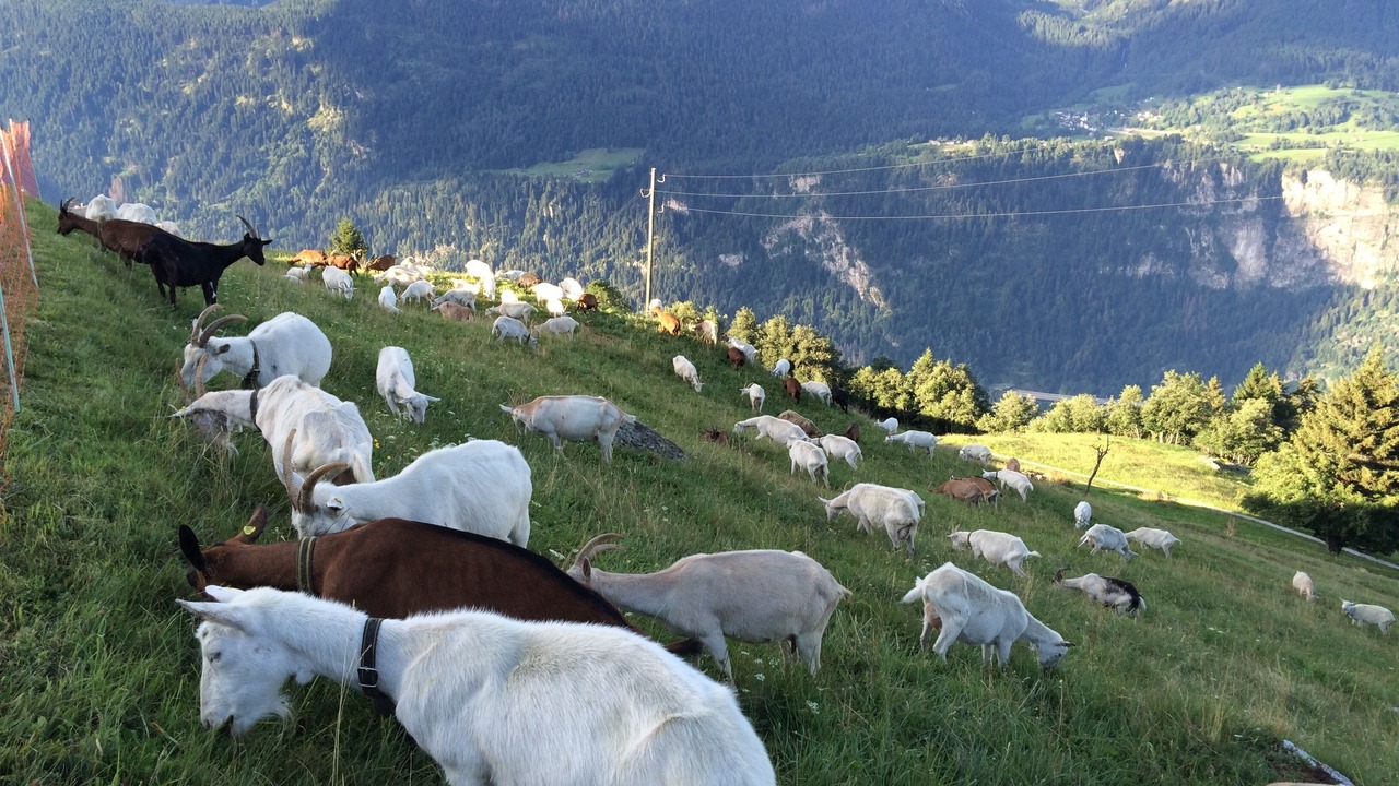 Photo of Outdoor in Faido