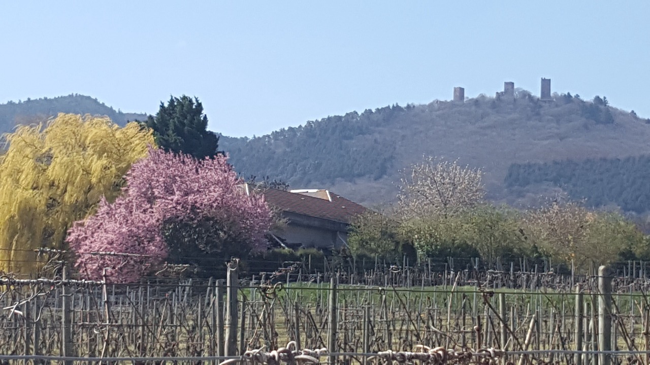Photo of Outdoor in Eguisheim