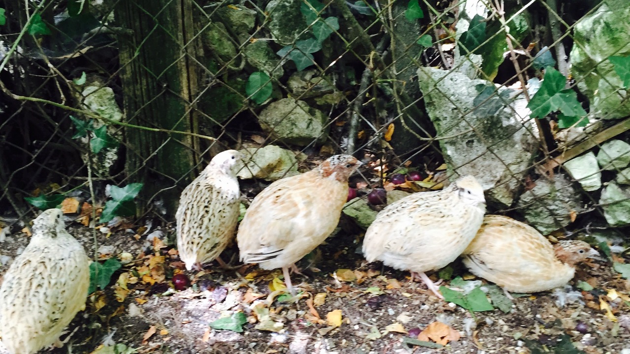 Photo of Outdoor in Gibourne