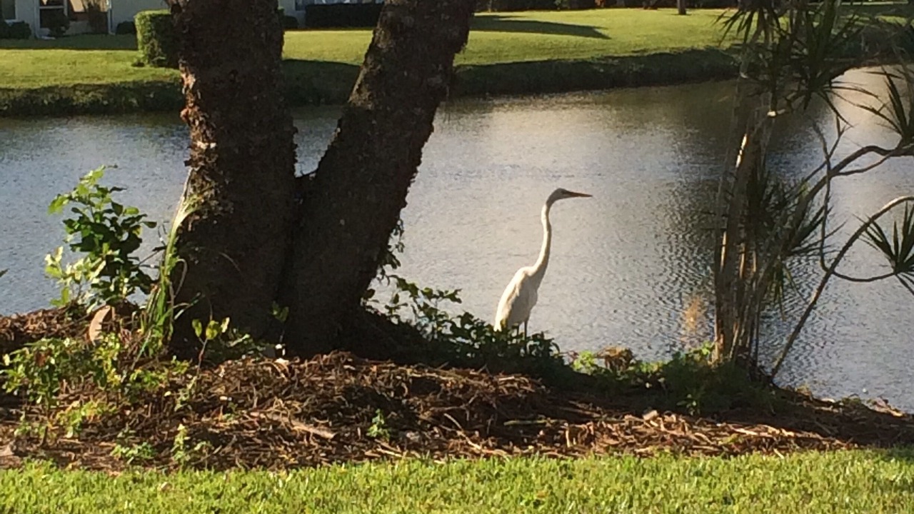 Photo of Others in Plantation