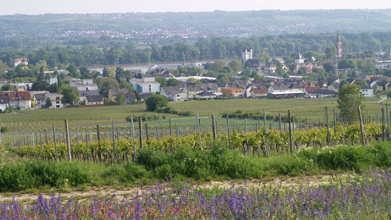 Photo of Others in Walluf