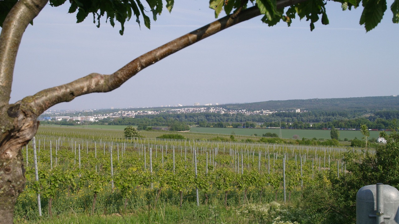 Photo of Outdoor in Walluf