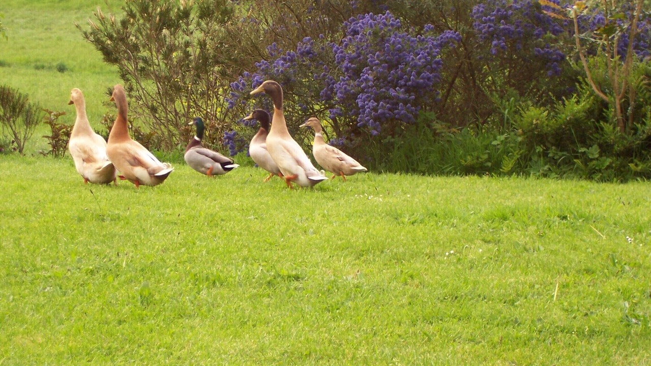 Photo of Outdoor in Taule