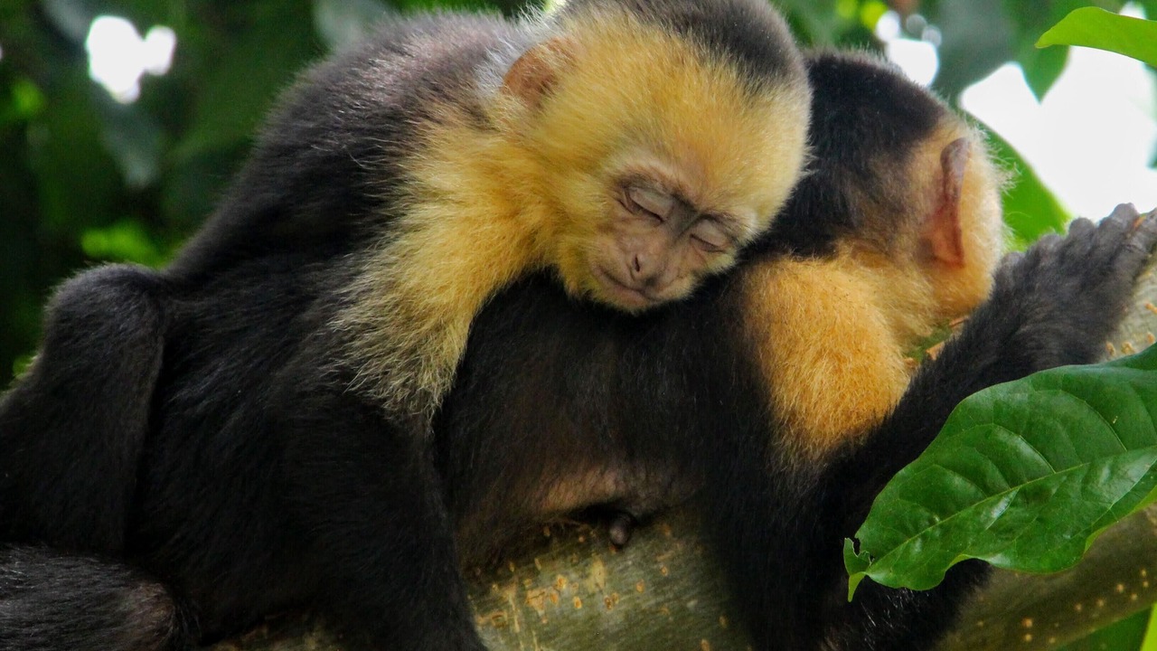 Photo of Others in Manuel Antonio