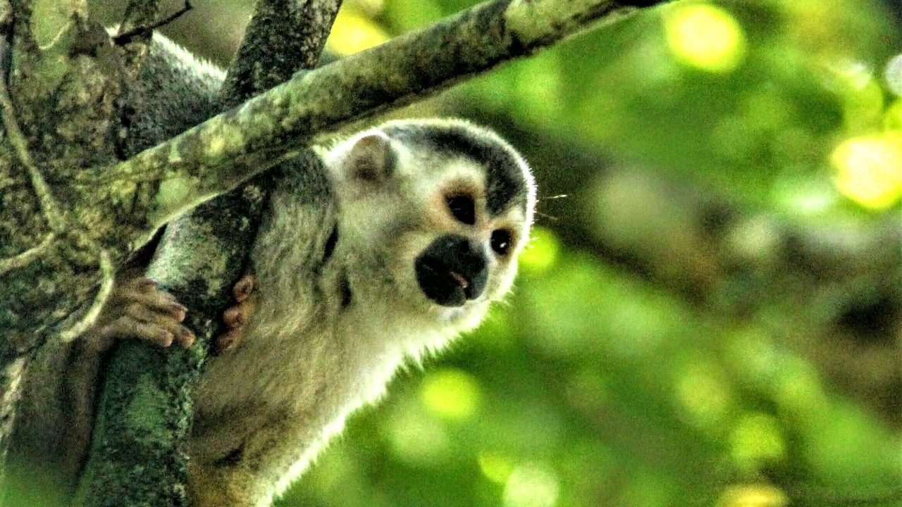 Photo of Outdoor in Manuel Antonio