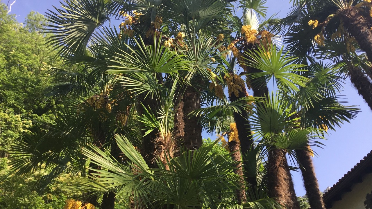 Photo of Outdoor in Melide