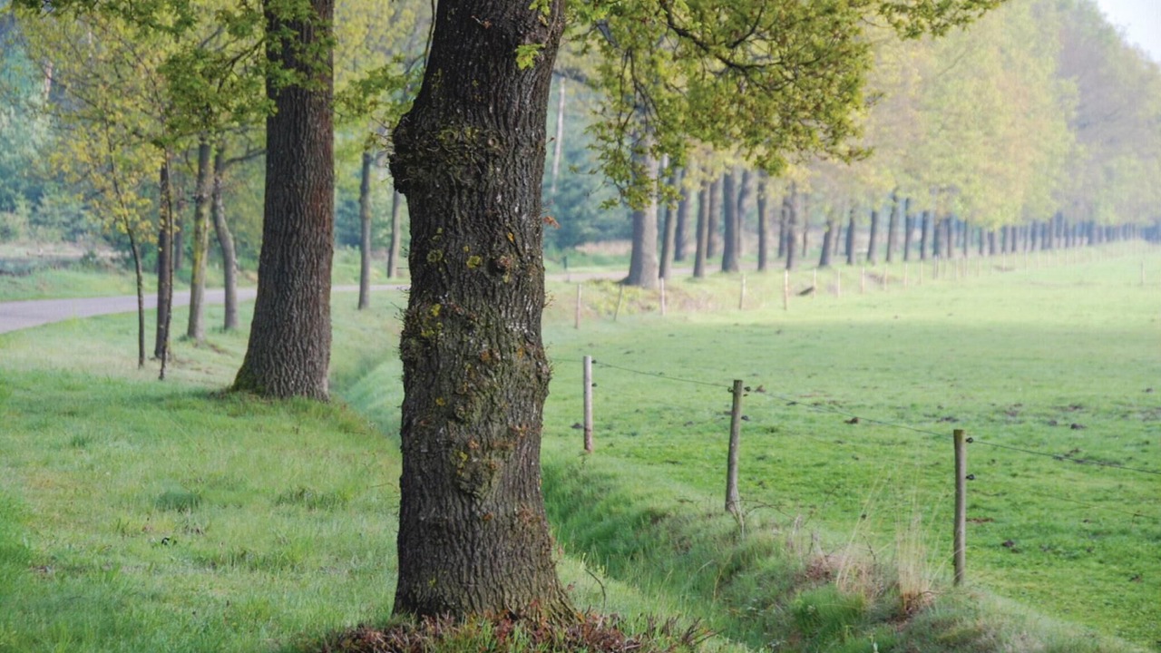 Photo of Others in Leende