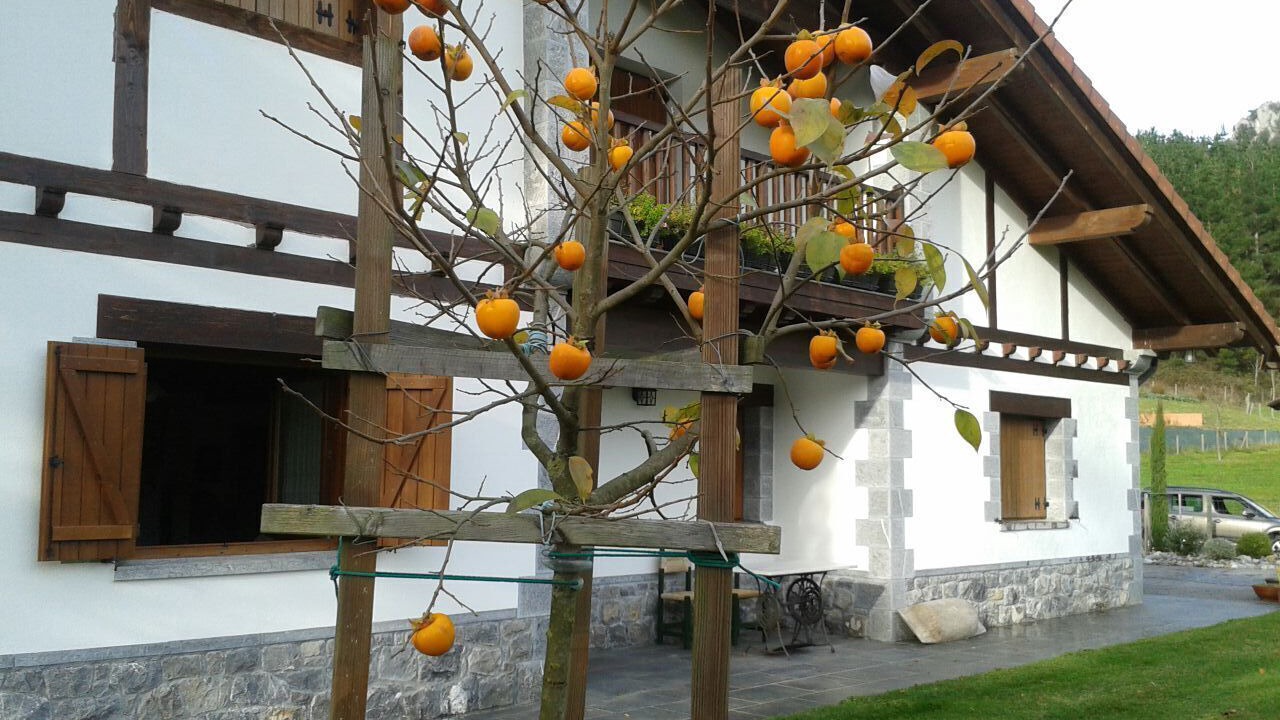 Photo of Patio Balcony in Dima