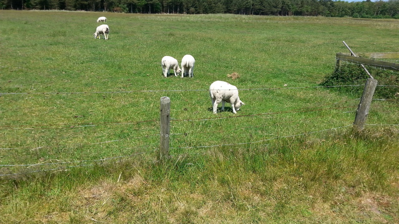 Photo of Outdoor in Municipality of Ameland