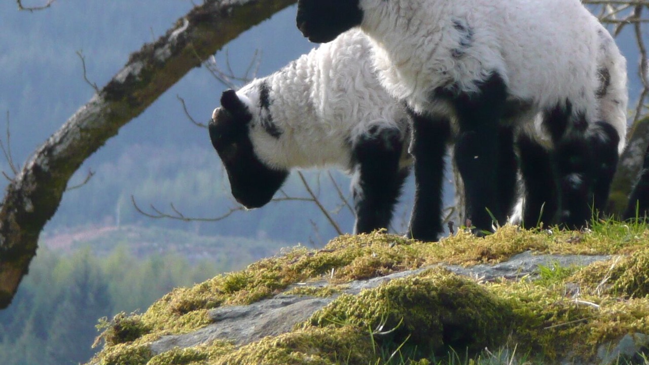 Photo of Others in Dalmally