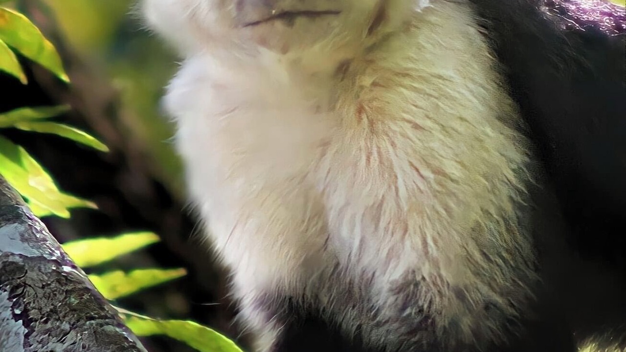 Photo of Others in Parrita