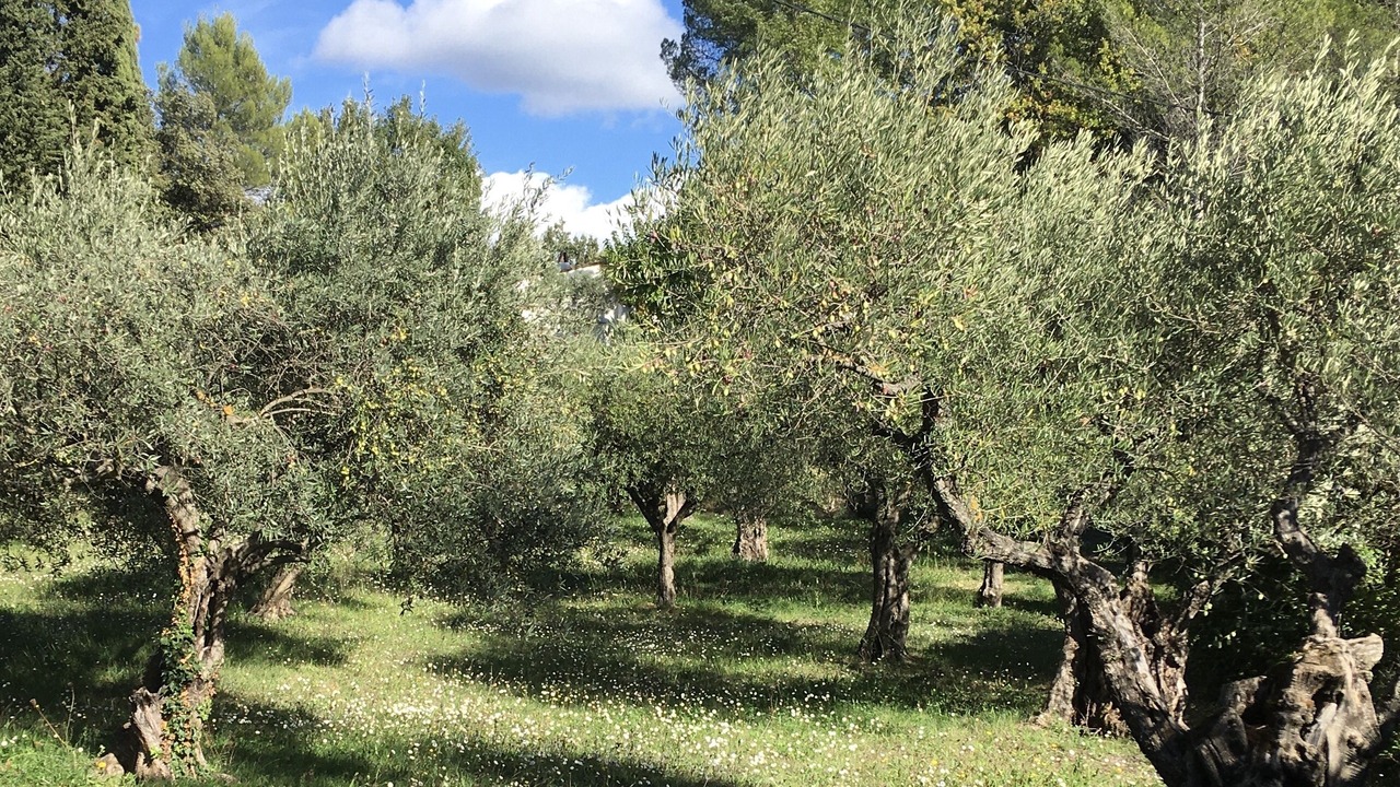 Photo of Outdoor in Flayosc