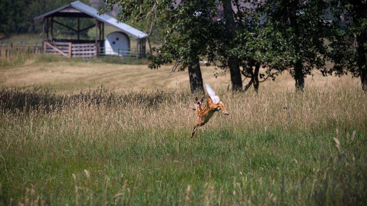 Photo of Others in Stevensville