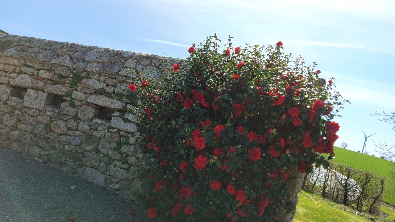 Photo of Outdoor in Mauleon