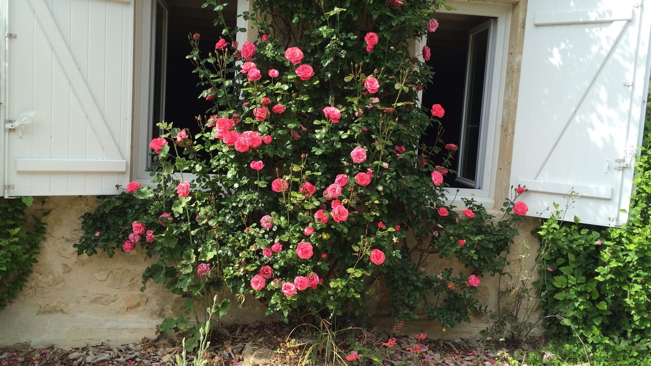Photo of Outdoor in Saint-Felix-de-Foncaude
