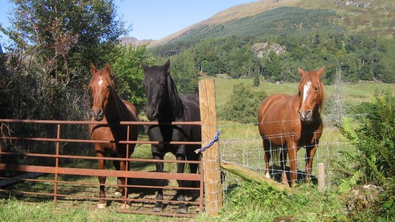 Photo of Others in Strathyre