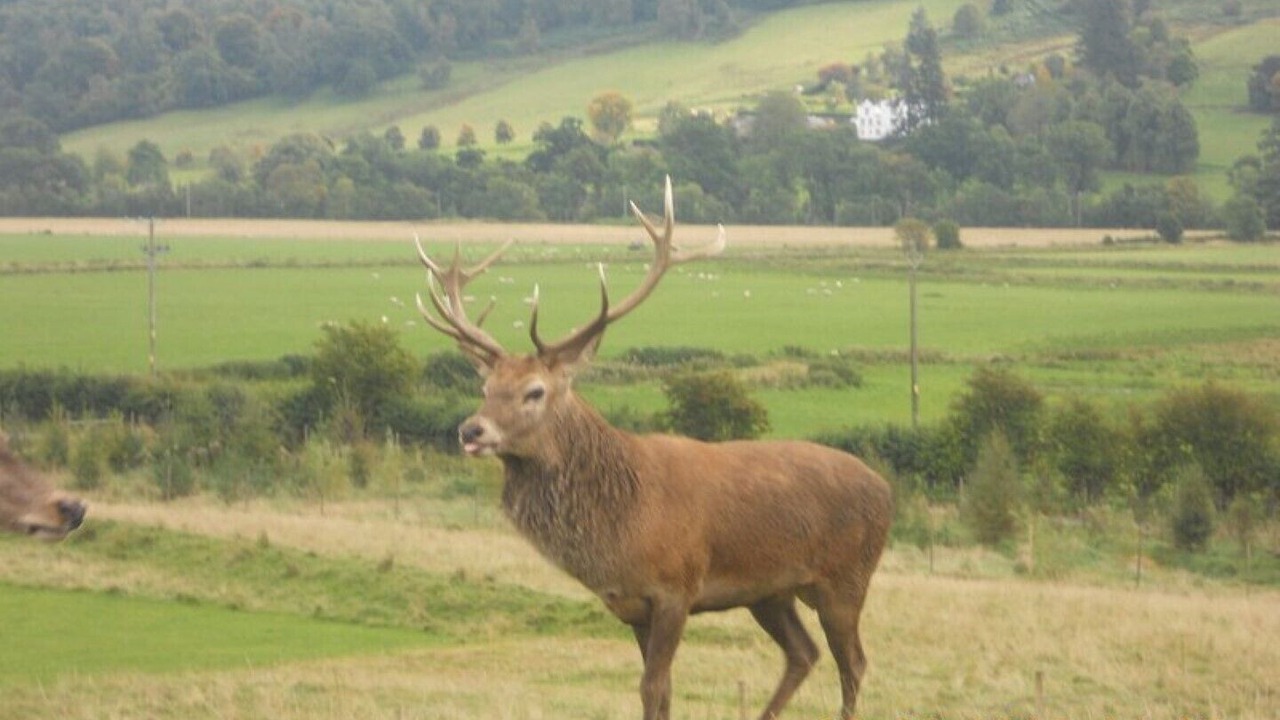Photo of Others in Strathyre