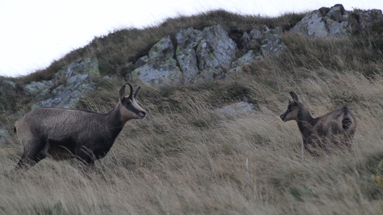 Photo of Others in Mittlach