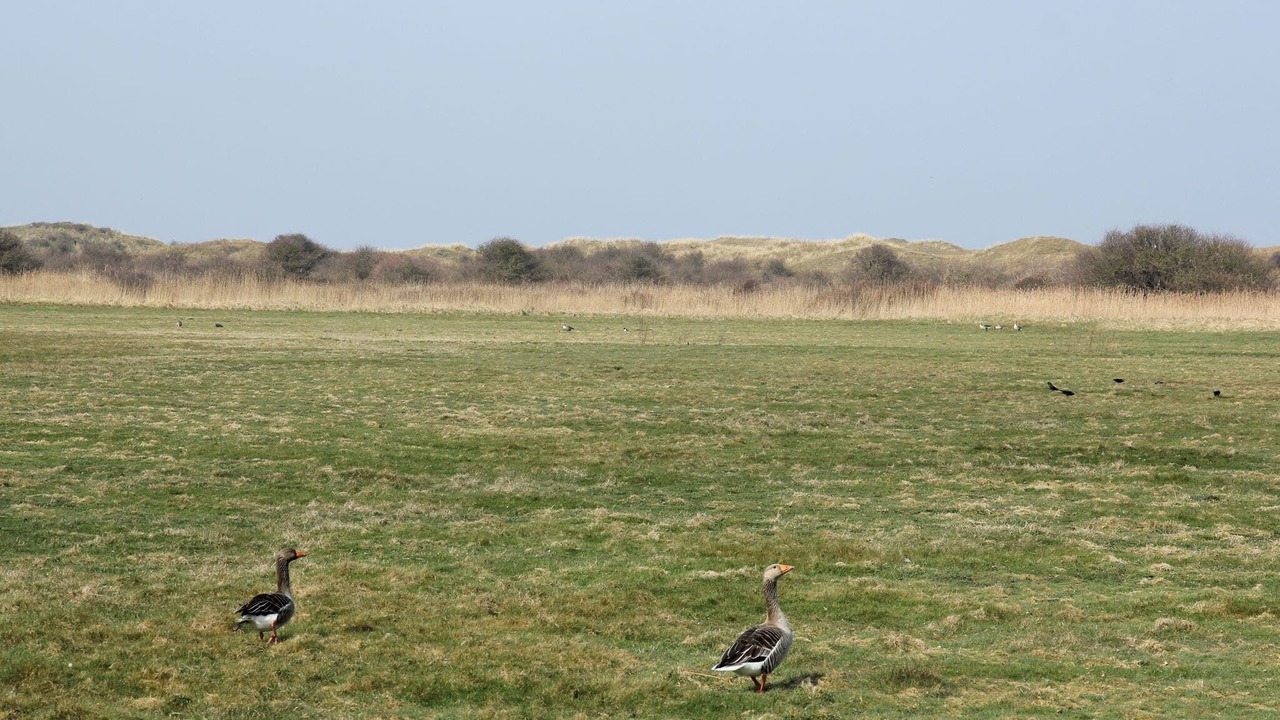 Photo of Others in De Koog