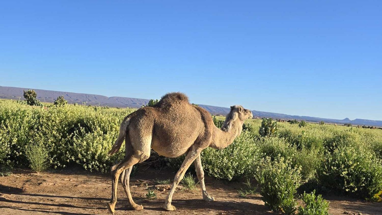 Photo of Others in Zagora