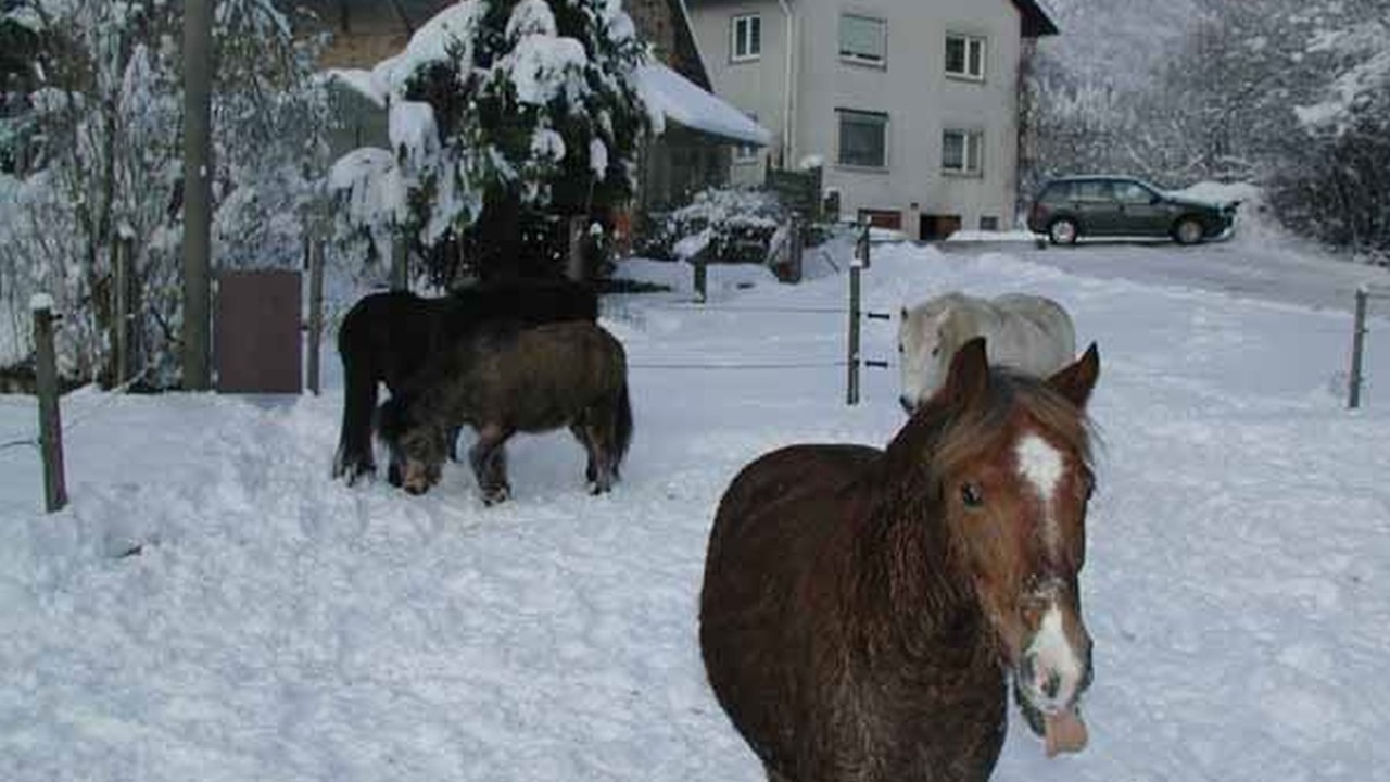 Photo of Others in Freiamt