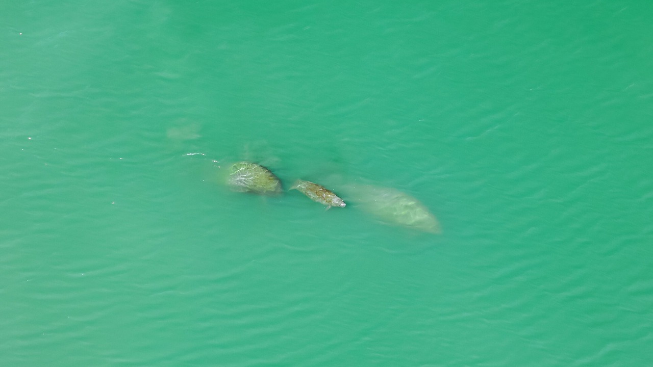 Photo of Others in Saint Armands Key
