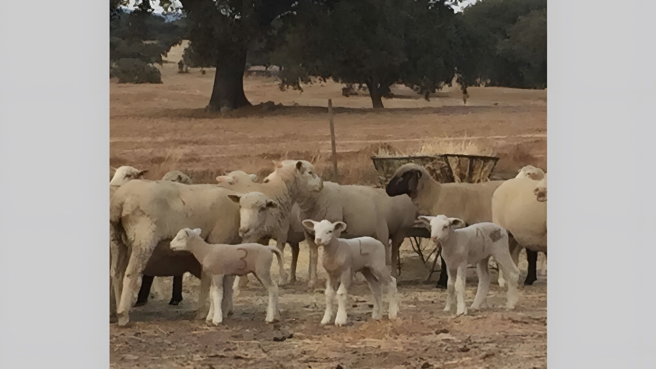 Photo of Others in Arraiolos