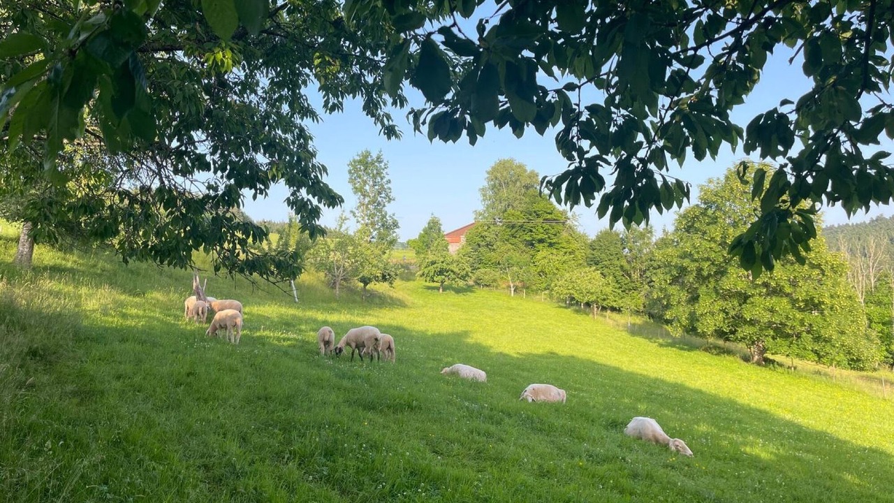 Photo of Others in Lossburg