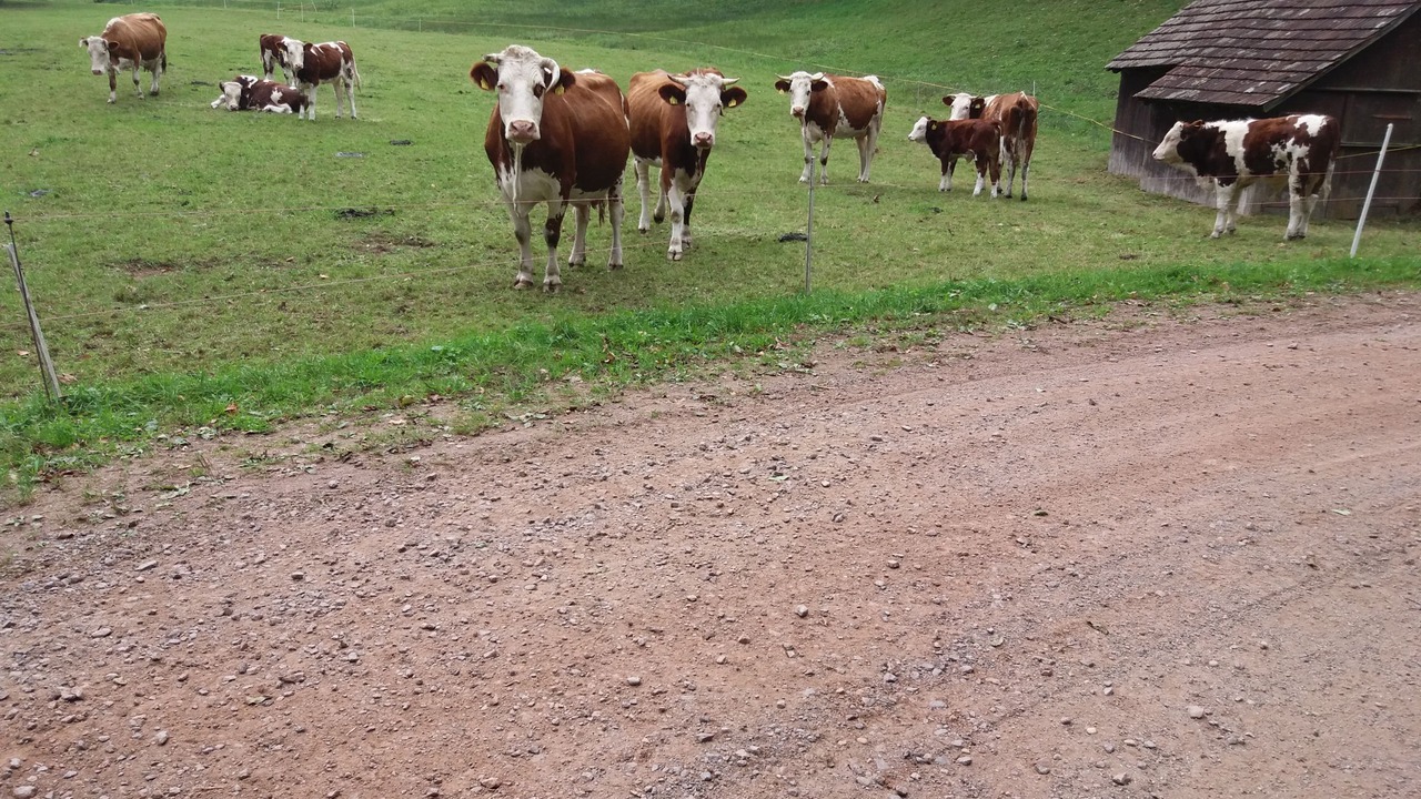 Photo of Others in Simonswald