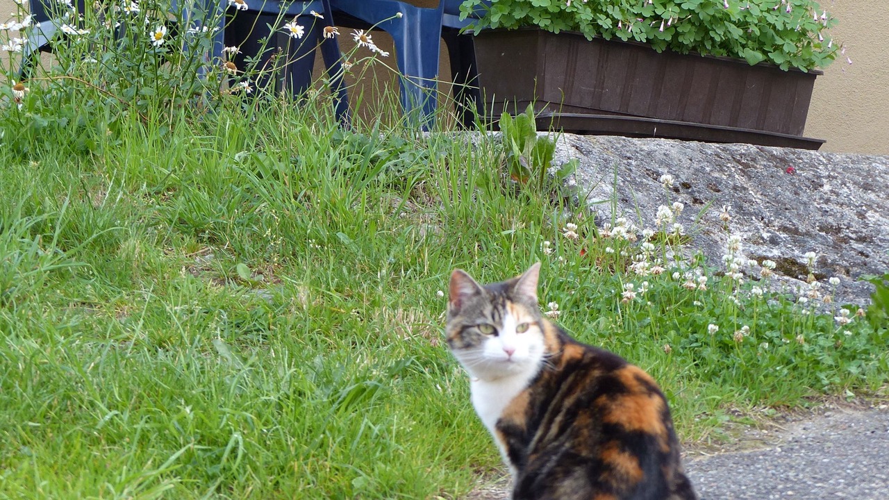 Photo of Outdoor in Simonswald