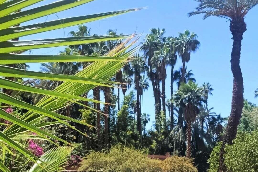 Photo of Outdoor in Majorelle