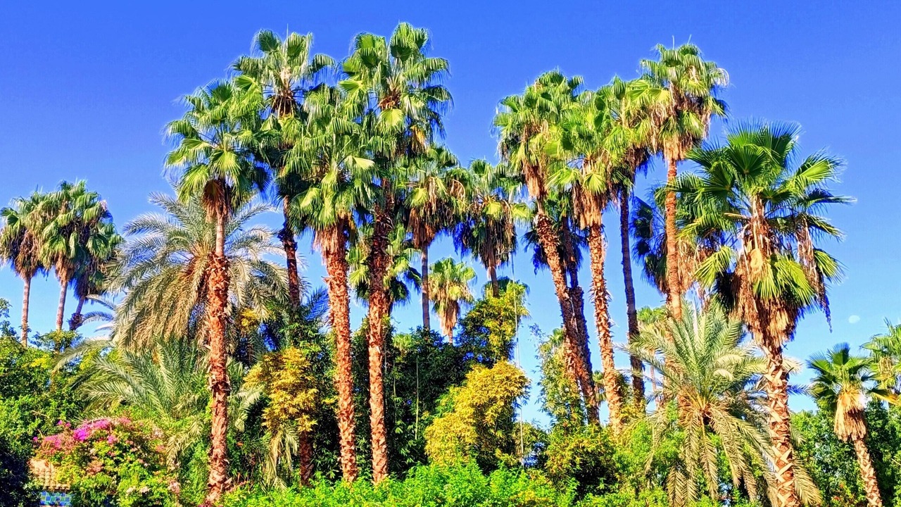 Photo of Outdoor in Majorelle